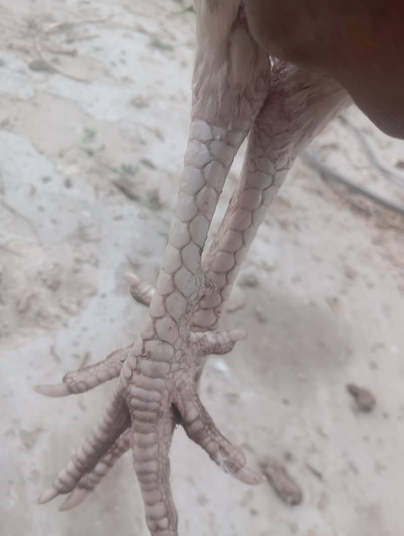 وائٹ مرغا فار سیل 2