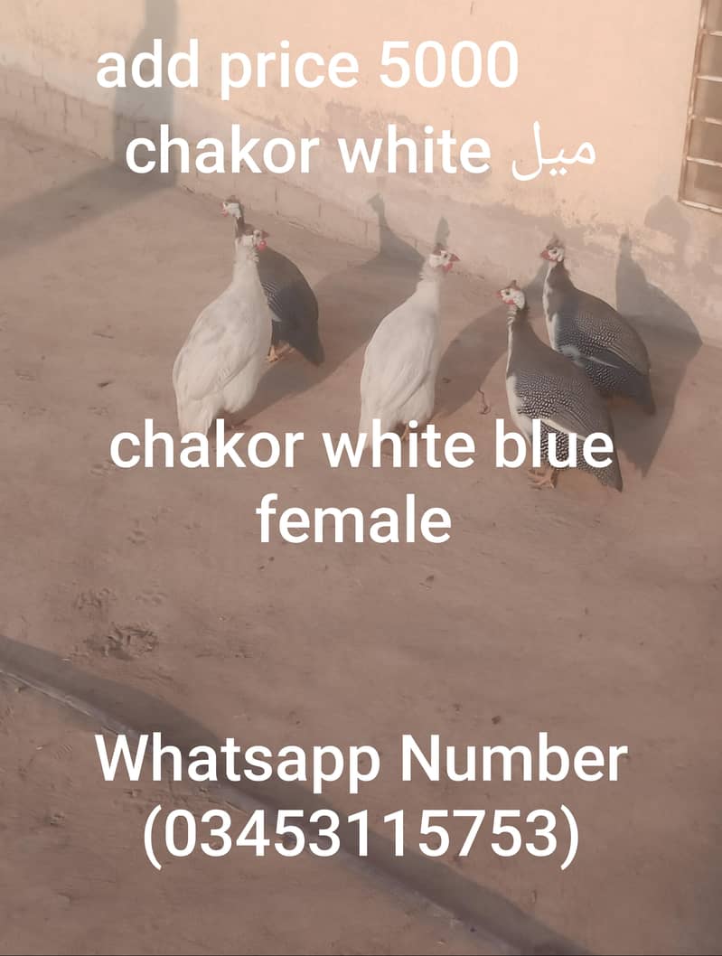 وائٹ مرغا فار سیل 3