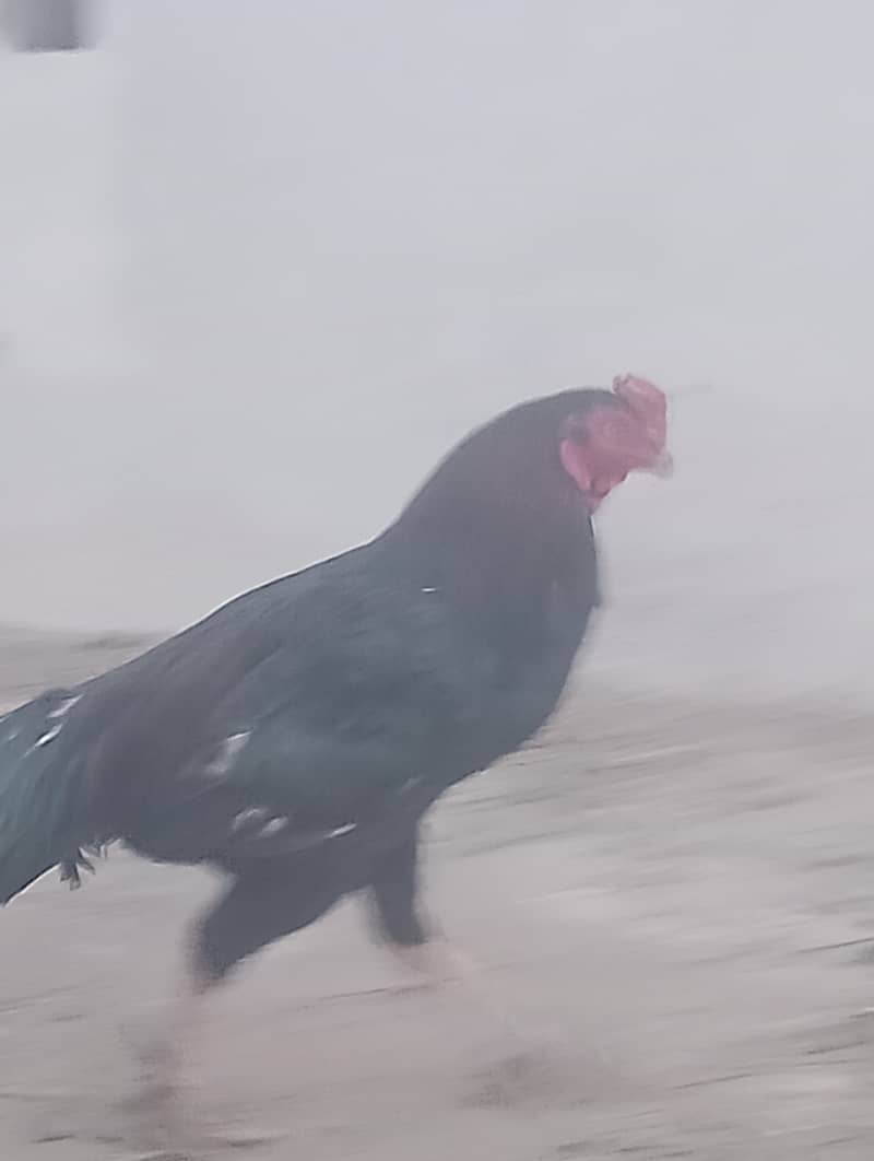 وائٹ مرغا فار سیل 4