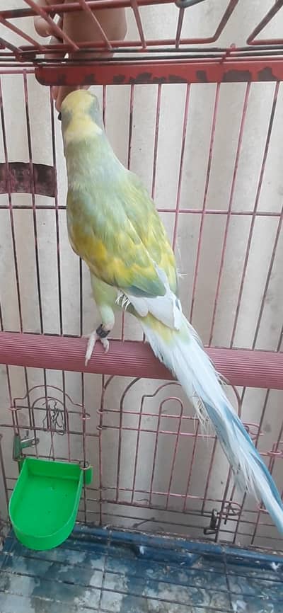 Dominant Recessive paid Ringneck pair/ mutation Ringneck