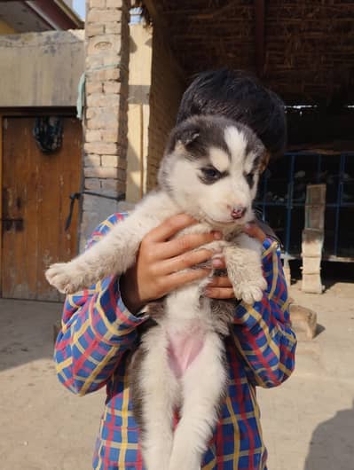Siberian husky odd eyes