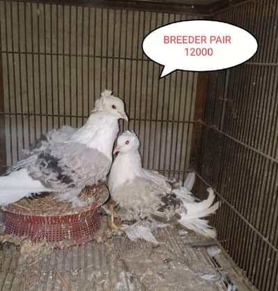 FANCY PIGEONS  qasid  DANISH. frill back  FANTAIL  owl