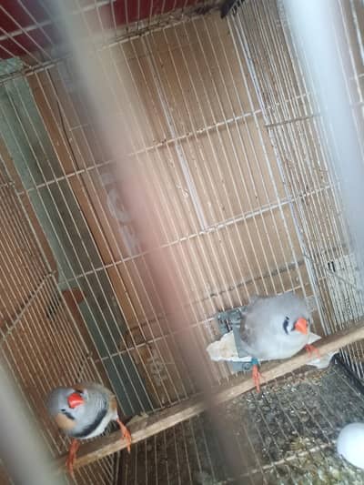 all finch available 033 five 28 55 080