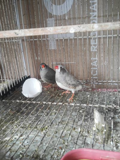 all finch available 033 five 28 55 080