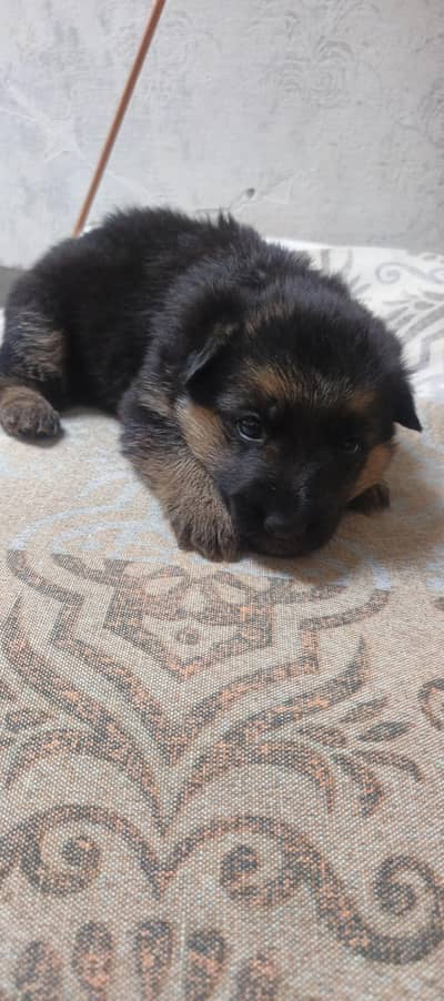 German Shepherd stock code non pedigree