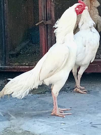 Heera | Aseel | White Heera | Murga | Mianwali Heera | SwingNeck Heera