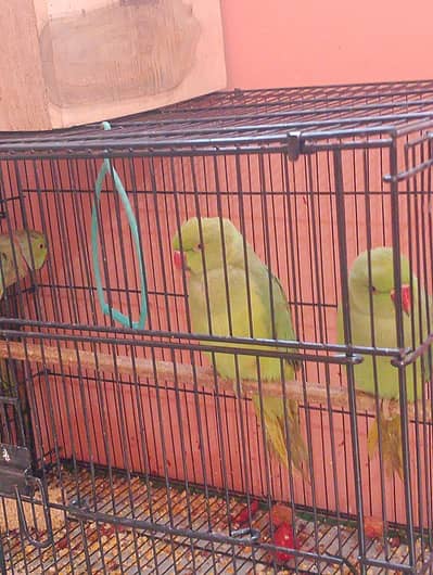 green parrots 3 female