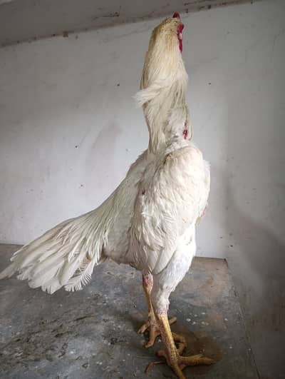 White Shamo  breeder pair and chicks 03266147527