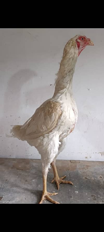 shamo | white shamo | german shamo | king size shamo | o shamo