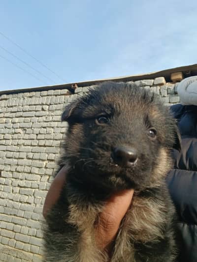 German Shepherd puppy | long coated pup| black mask puppies / gsd dog