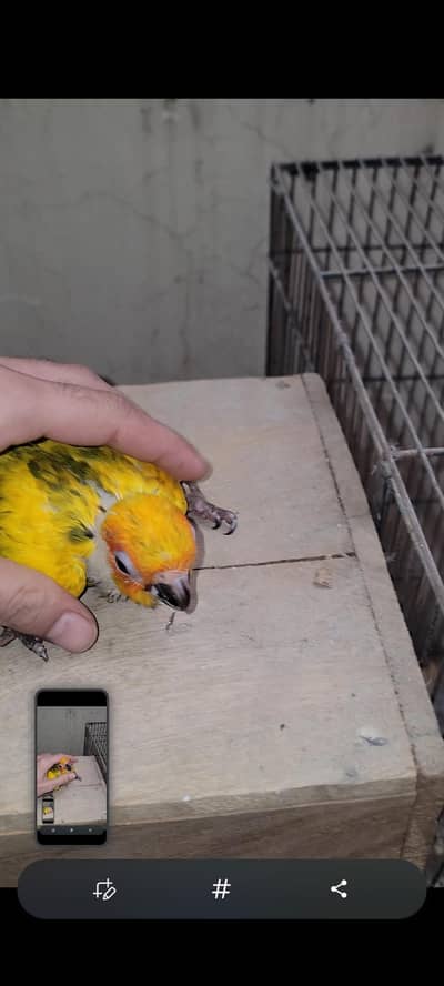 sunconour chicks 40 days old