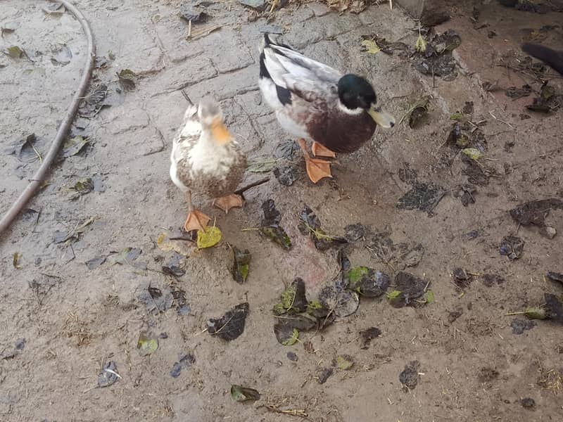 Ducks Pair 2