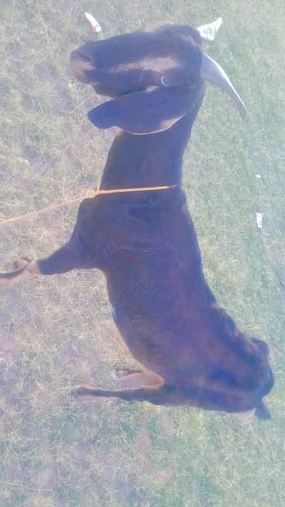 Bakri with kid for sale