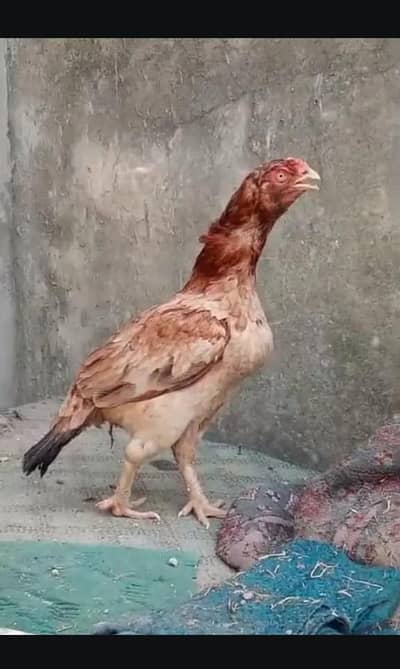 aseel female for sale