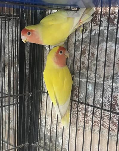 common lotino breader pair