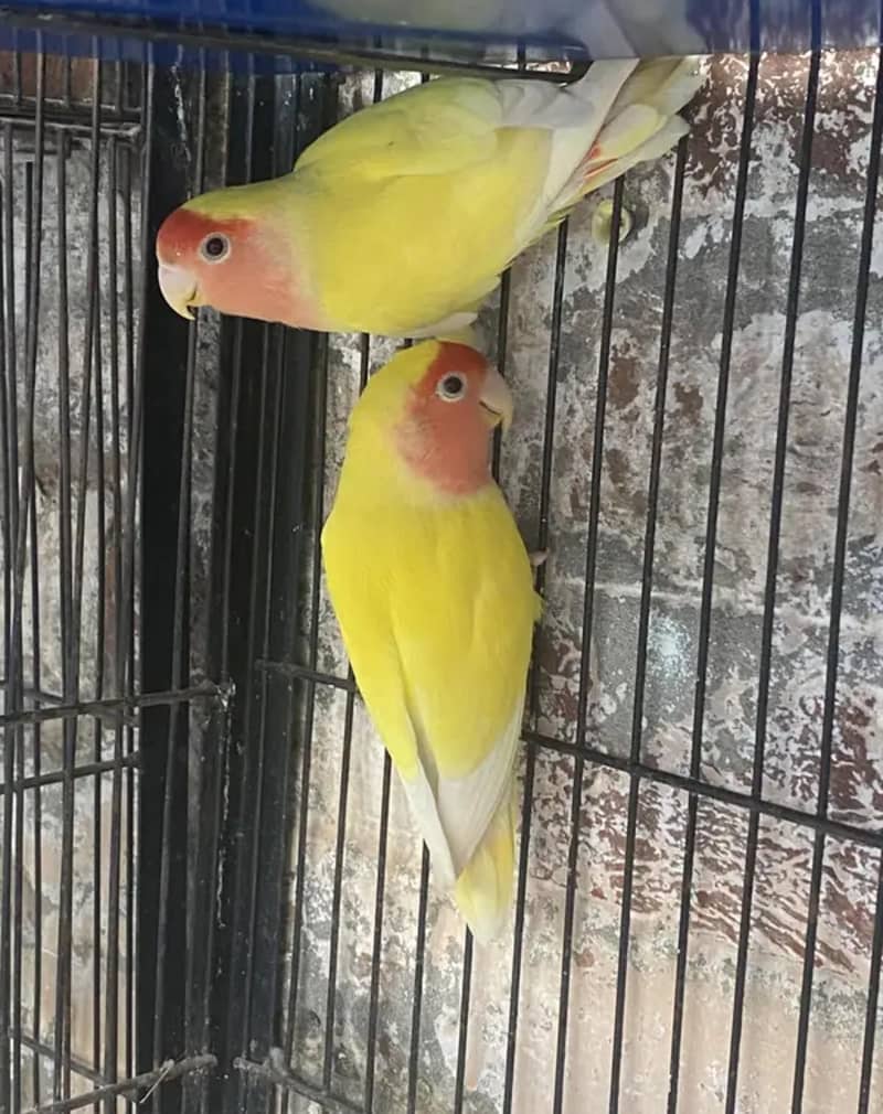 common lotino breader pair 0