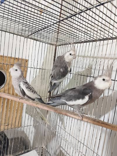 Cocktails / Split Red Eyes / White Face Cocktail