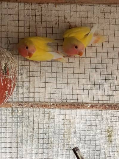 common Latino Love bird Pair