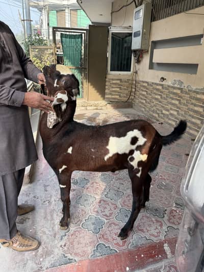 Pure Sahiwali Betal Kheera Bareeder for Sale