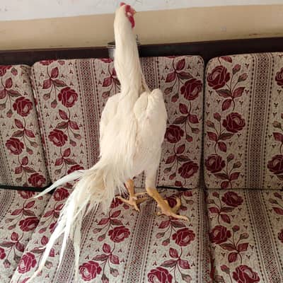 paper White O Shamu male available for sale