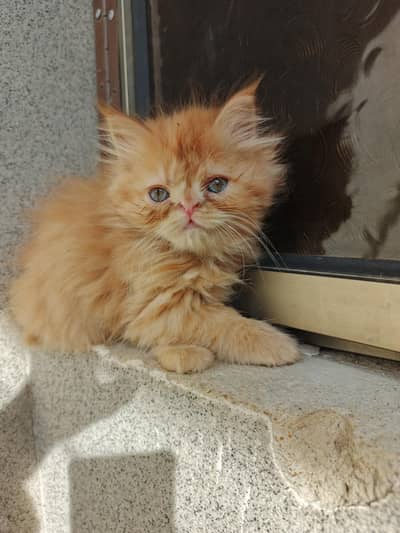 Female Persian Kitten