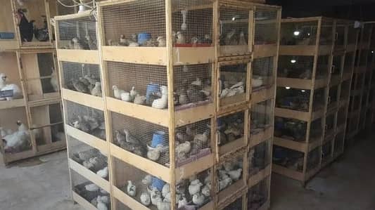 Batair/ Quails /batair chicks /quality bater/quail batair/quail meat