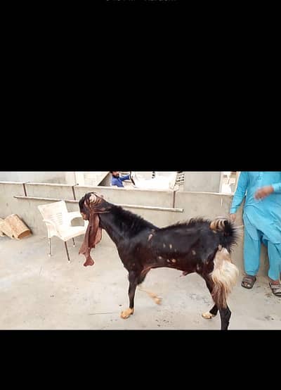 kamori aur teedi breader