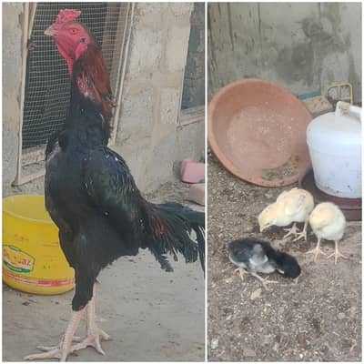 0324-7029776 Mashaallah 3 Aseel Chicks Available