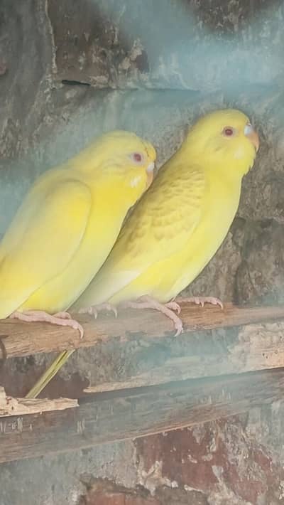 Bugies Perot for sale. ,. . . 500 Ka 1 piece hy.