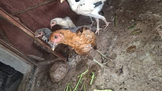 burmi and thai aseel females healthy and active