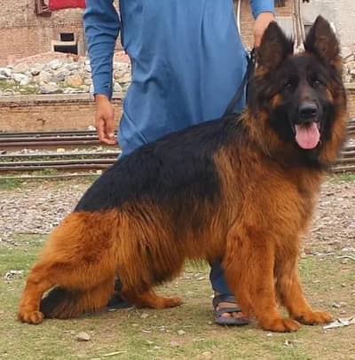 German Shepherd long hair heavy born