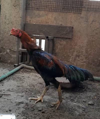 Panus Pakoya  thai phata