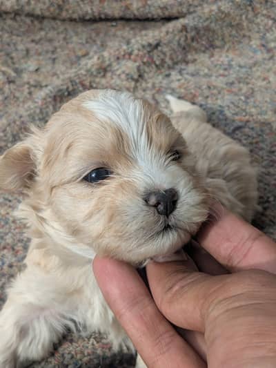 Zero size poodle puppies