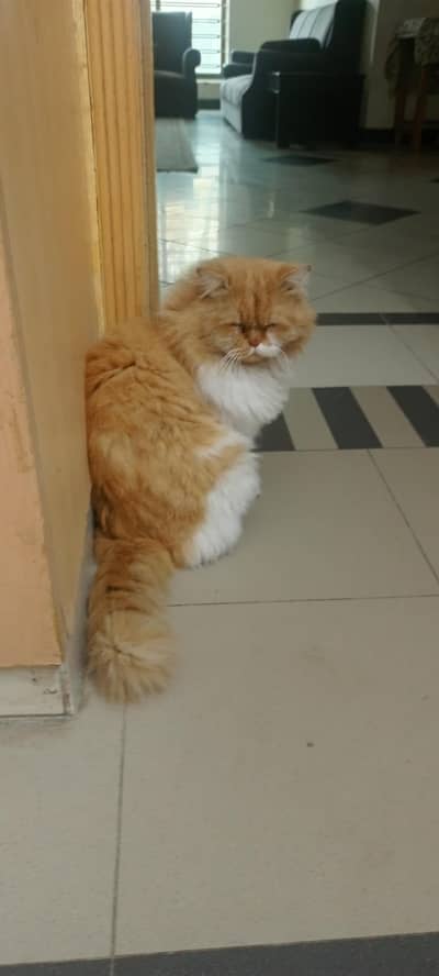 My Male Cat for stud