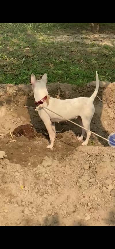 female hai 0310700996watsap bi rabta bi