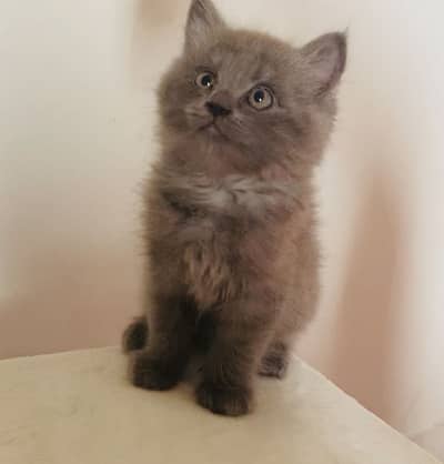 British Short Hair Female Cat