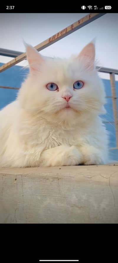 color white full healthy 3 code