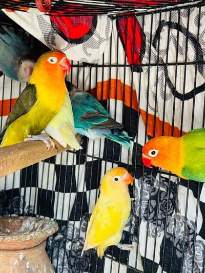 Lovebirds for sale 1500 pr pic