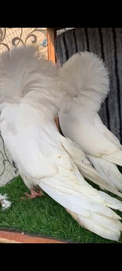 White Jacobin 100% Breeder PairAvailable