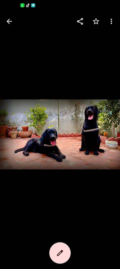 black Labradors