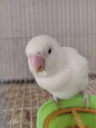 Albino Red Eyes Breeding Pair with eggs