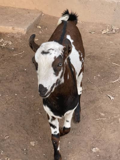 Pure barbari tedy pair