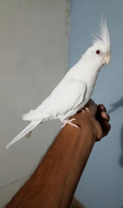 hand tame ino cocktail