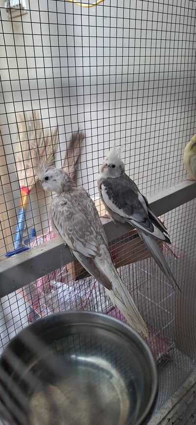 Cocktail breeder pair