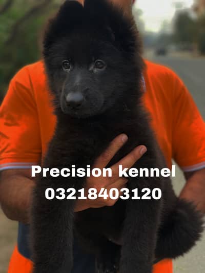 German shepherd Long Hair Black imported pink pedigree  puppies