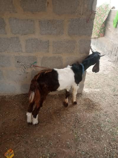 I am selling bkra qurbani ma sub 2 dant hojayangy