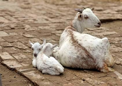 teddy goats and kids