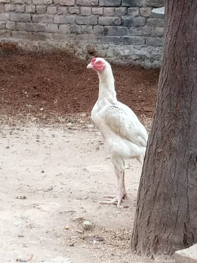 white  patha and pathi  for sale