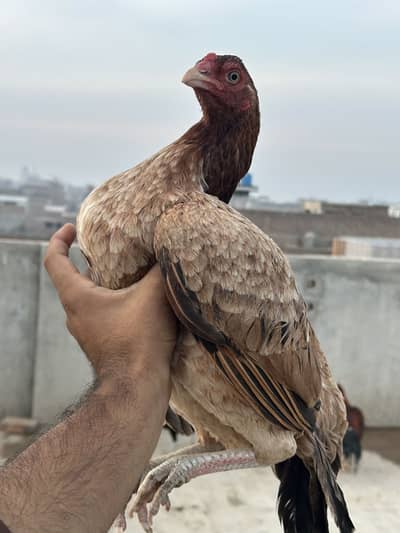 Aseel mianwali feemale