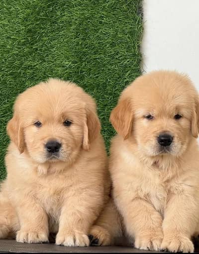 Golden retriever puppies 03425137217